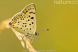Attēlu rezultāti vaicājumam “Lycaena tityrus”