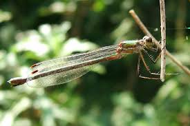 Attēlu rezultāti vaicājumam “Lestes virens female”