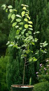 Attēlu rezultāti vaicājumam “Prunus cerasifera var. divaricata”