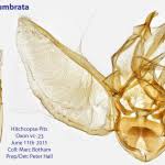 Attēlu rezultāti vaicājumam “Eupithecia subumbrata”