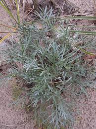 Image result for Artemisia caudata