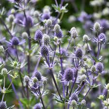 Attēlu rezultāti vaicājumam “Eryngium planum flower”