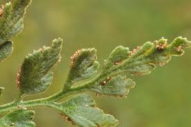 Attēlu rezultāti vaicājumam “Asplenium ruta-muraria”