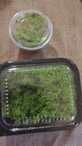 Attēlu rezultāti vaicājumam “Sphagnum flexuosum”