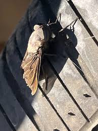 Attēlu rezultāti vaicājumam “Tabanidae”