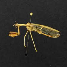 Attēlu rezultāti vaicājumam “Neuroptera”