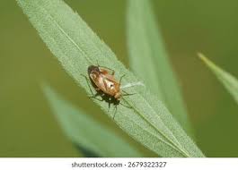 Attēlu rezultāti vaicājumam “Lygus pratensis nymph”