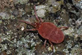 Attēlu rezultāti vaicājumam “Hydrachna”