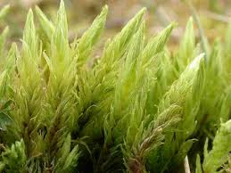 Attēlu rezultāti vaicājumam “Aulacomnium”