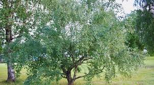 Attēlu rezultāti vaicājumam “Betula pendula var. carelica”