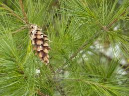 Attēlu rezultāti vaicājumam “Pinus strobus fruit”