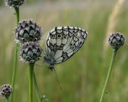Attēlu rezultāti vaicājumam “Centaurea scabiosa bud”