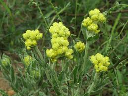 Attēlu rezultāti vaicājumam “Helichrysum arenarium bud”