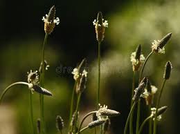 Attēlu rezultāti vaicājumam “Plantago lanceolata bud”