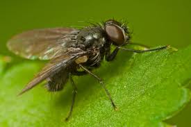 Attēlu rezultāti vaicājumam “Musca domestica”