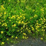 Attēlu rezultāti vaicājumam “Rorippa amphibia leaf”