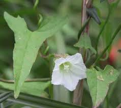 Attēlu rezultāti vaicājumam “Calystegia inflata”
