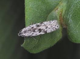 Attēlu rezultāti vaicājumam “Carpatolechia proximella”