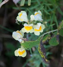 Attēlu rezultāti vaicājumam “Linaria vulgaris flower”
