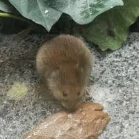 Attēlu rezultāti vaicājumam “Myodes glareolus”