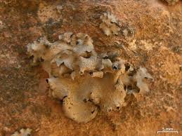 Attēlu rezultāti vaicājumam “Dermatocarpon miniatum”