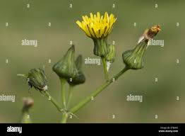 Attēlu rezultāti vaicājumam “Sonchus oleraceus bud”