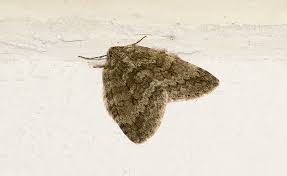 Attēlu rezultāti vaicājumam “Epirrita sp.”