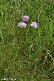 Attēlu rezultāti vaicājumam “Armeria vulgaris”