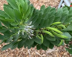 Attēlu rezultāti vaicājumam “Vicia faba leaf”