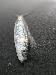 Image result for Clupea pallasii