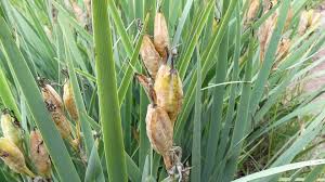 Attēlu rezultāti vaicājumam “Iris pseudacorus fruit”