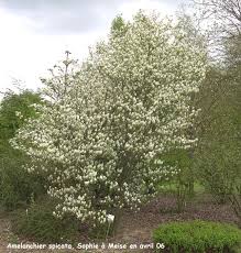 Attēlu rezultāti vaicājumam “Amelanchier spicata”