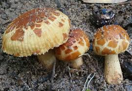 Attēlu rezultāti vaicājumam “Russulales”