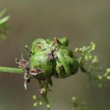 Attēlu rezultāti vaicājumam “Geocrypta galii”