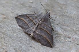 Attēlu rezultāti vaicājumam “Colobochyla salicalis”