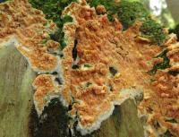 Attēlu rezultāti vaicājumam “Leucogyrophana mollusca”