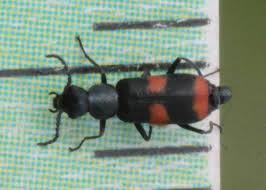 Attēlu rezultāti vaicājumam “Anthocomus fasciatus”