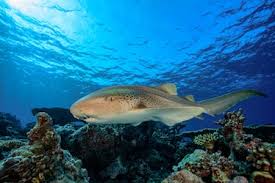 Image result for Stegostoma tigrinum