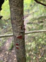 Attēlu rezultāti vaicājumam “Cytidia salicina”