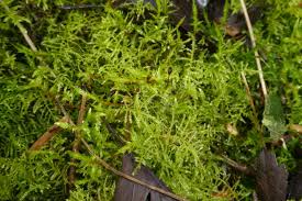 Attēlu rezultāti vaicājumam “Cirriphyllum piliferum”