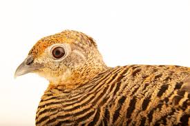 Image result for Chrysolophus amherstiae