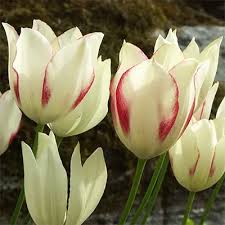 Attēlu rezultāti vaicājumam “Tulipa gesneriana”