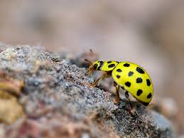 Attēlu rezultāti vaicājumam “Psyllobora vigintiduopunctata”