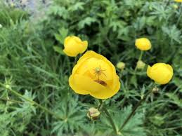 Attēlu rezultāti vaicājumam “Trollius europaeus fruit”