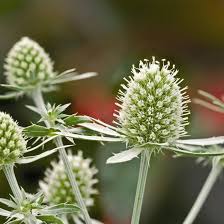 Attēlu rezultāti vaicājumam “Eryngium planum”