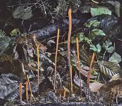 Attēlu rezultāti vaicājumam “Macrotyphula juncea”