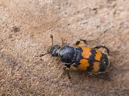 Attēlu rezultāti vaicājumam “Nicrophorus vespillo”