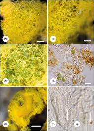 Attēlu rezultāti vaicājumam “Chrysothrix candelaris”