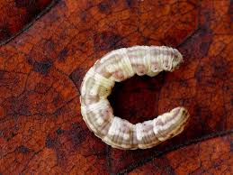 Attēlu rezultāti vaicājumam “Eupithecia centaureata”