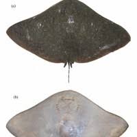 Image result for Gymnura natalensis